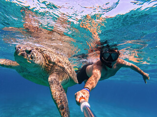Snorkel swim with green sea turtle, Marsa Alam, Egypt
