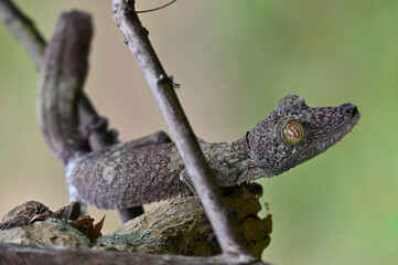 Leaf-tailed Gecko / Uroplatus phantasticus, Madagascar nature