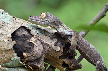 Leaf-tailed Gecko / Uroplatus phantasticus, Madagascar nature