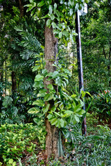 Fototapeta na wymiar Collection of rare Indonesian tropical forest plants in the arboretum of Manggala wana bakti. Simpur ( Dillenia philippinensis)