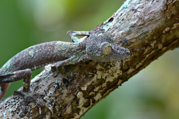 Leaf-tailed Gecko / Uroplatus phantasticus, Madagascar nature