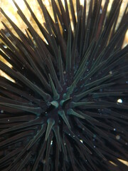 Arbacia lixula sea urchin underwater close-up in the Mediterranean Sea