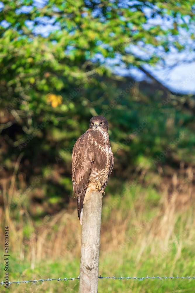 Poster Buzzard perched on a pole