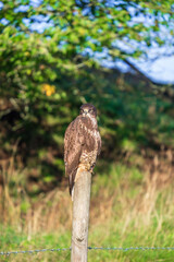 Buzzard perched on a pole