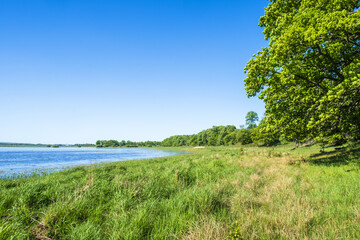 Fototapeta na wymiar Wet meadow by a lake