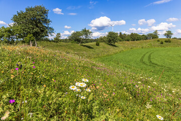 Rolling meadow landscape with Oxeye daisy flowers