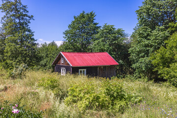 Fototapeta na wymiar Cottage in an overgrown garden in summer