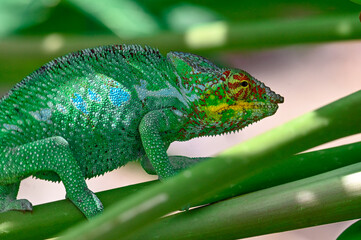 Chameleon Furcifer Pardalis,Madagascar nature