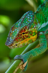 Chameleon Furcifer Pardalis,Madagascar nature