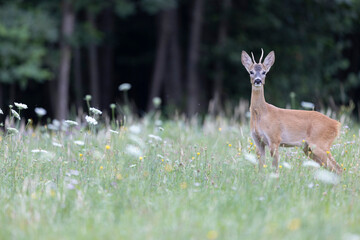 The roe deer (Capreolus capreolus), also known as the roe, western roe deer, or European roe, is a species of deer. The male of the species is sometimes referred to as a roebuck. - 518111213