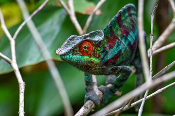 Chameleon Furcifer Pardalis,Madagascar nature