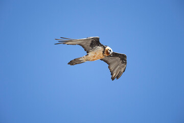 The bearded vulture (Gypaetus barbatus), also known as the Lämmergeier[a] or ossifrage, is a bird of prey and the only member of the genus Gypaetus. - 518111454