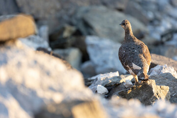 Rock ptarmigan - Lagopus muta The rock ptarmigan (Lagopus muta) is a medium-sized gamebird in the grouse family. It is known simply as the ptarmigan in the UK and in Canada - 518111459
