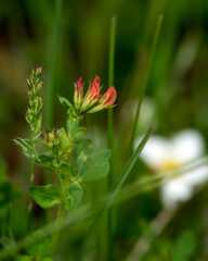 Big trefoil flower selective focus