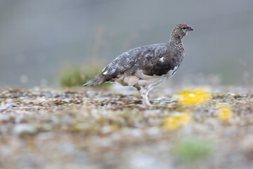 Rock ptarmigan - Lagopus muta The rock ptarmigan (Lagopus muta) is a medium-sized gamebird in the...