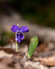 Spring Speedwell flower photo
