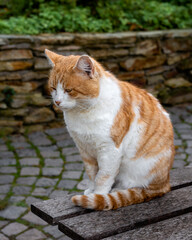Ginger cat thinking on a bench