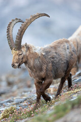 The Alpine ibex (Capra ibex), also known as the steinbock, bouquetin, or simply ibex, is a species of wild goat that lives in the mountains of the European Alps.  - 518111699