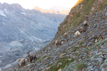 The Alpine ibex (Capra ibex), also known as the steinbock, bouquetin, or simply ibex, is a species of wild goat that lives in the mountains of the European Alps.  - 518111802