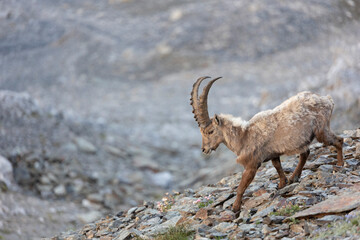 The Alpine ibex (Capra ibex), also known as the steinbock, bouquetin, or simply ibex, is a species of wild goat that lives in the mountains of the European Alps.  - 518111869