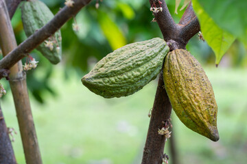 Green young cocoa pod hang on branch in the field. Unripe cocoa fruit on the tree. A young theobroma cacao fruit.