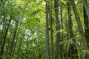 Fresh green bamboo leaves, Bamboo forest background, bamboo branch in sunlight, beautiful japanese...