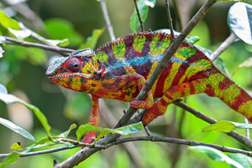 Chameleon Furcifer Pardalis,Madagascar nature - obrazy, fototapety, plakaty