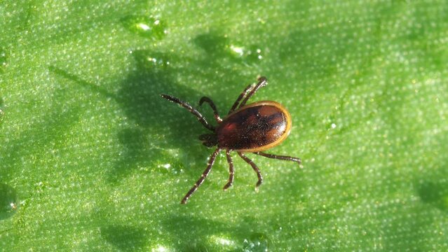 Macro shot of an encrested ixodid tick crawling on a wet green leaf with water drops. Dangerous parasite insect carrying lyme disease and encephalitis infection in nature.