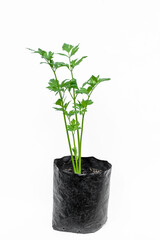 Celery plants, in polybags on a white background