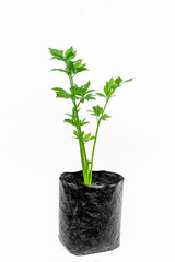 Celery plants, in polybags on a white background