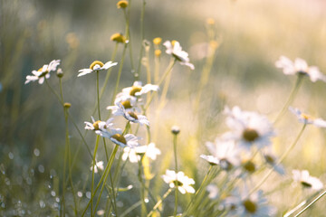 G&auml;nsebl&uuml;mchen, sonniger Tag