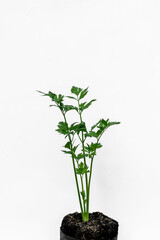 Celery plants, in polybags on a white background