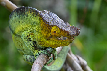 Chameleon Furcifer Pardalis,Madagascar nature