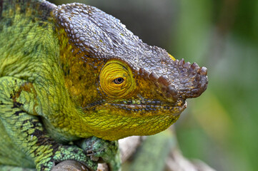 Chameleon Furcifer Pardalis,Madagascar nature