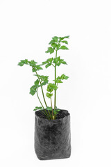 Celery plants, in polybags on a white background