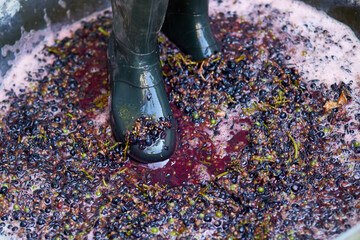 Crushing or press ripe grapes by fit in boots.