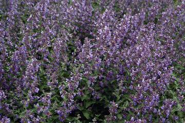 Garden plant with purple blooming flowers. Detail shot.