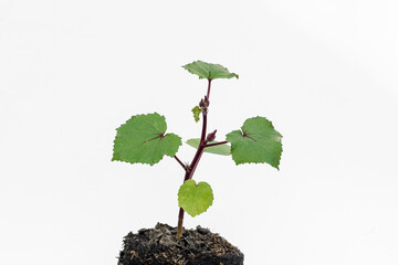 Okra (lady fingers) plant, in polybag on white background