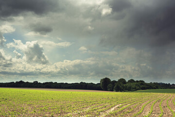 Fototapeta premium Rolling farmland with trees under a cloudy sky.