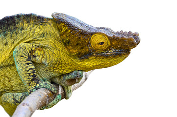 The panther chameleon, Furcifer pardalis on white, Isolate