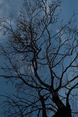 silhouette of a tree