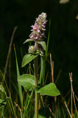 Pink flowers of Downy woundwort. Stachys germanica ssp. Germanica