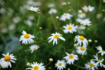 Fototapeta premium Daisies in the field. Field of daisies in the mountains.