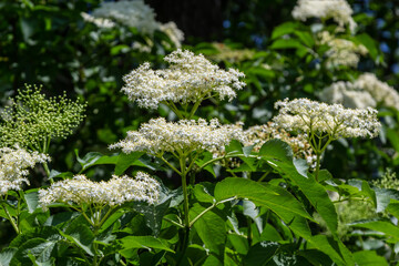 Black sambucus Sambucus nigra white flowers blossom. Macro of delicate flowers cluster on dark green background in spring garden. Selective focus. Nature concept for design