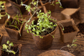 Vegetable seedlings in biodegradable pots on wooden table close up. Urban gardening