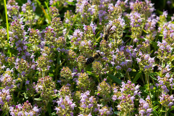 Fresh, blooming pink thyme in green grass. Wild Thymus serpyllum plants in field. Breckland wild thyme purple flowers in summer meadow