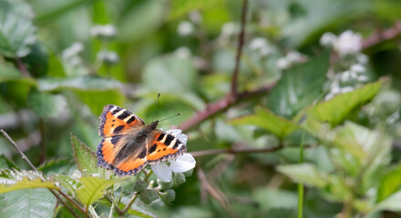 Fototapeta na wymiar Small tortoiseshell butterfly Aglais urticae with wings open sitting on a blackberry flower