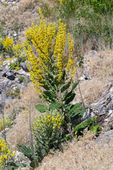Mullein Verbascum in a natural environment of growth. Plant is highly valued in herbal medicine, it is used in the form of infusions, decoctions, ointments, oils