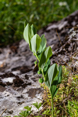 Unripe berries of Angular Solomon's seal also known as Scented Solomon's seal, Polygonatum odoratum