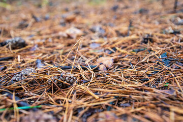 Close view on a pine cone lying on a bed of pine needles